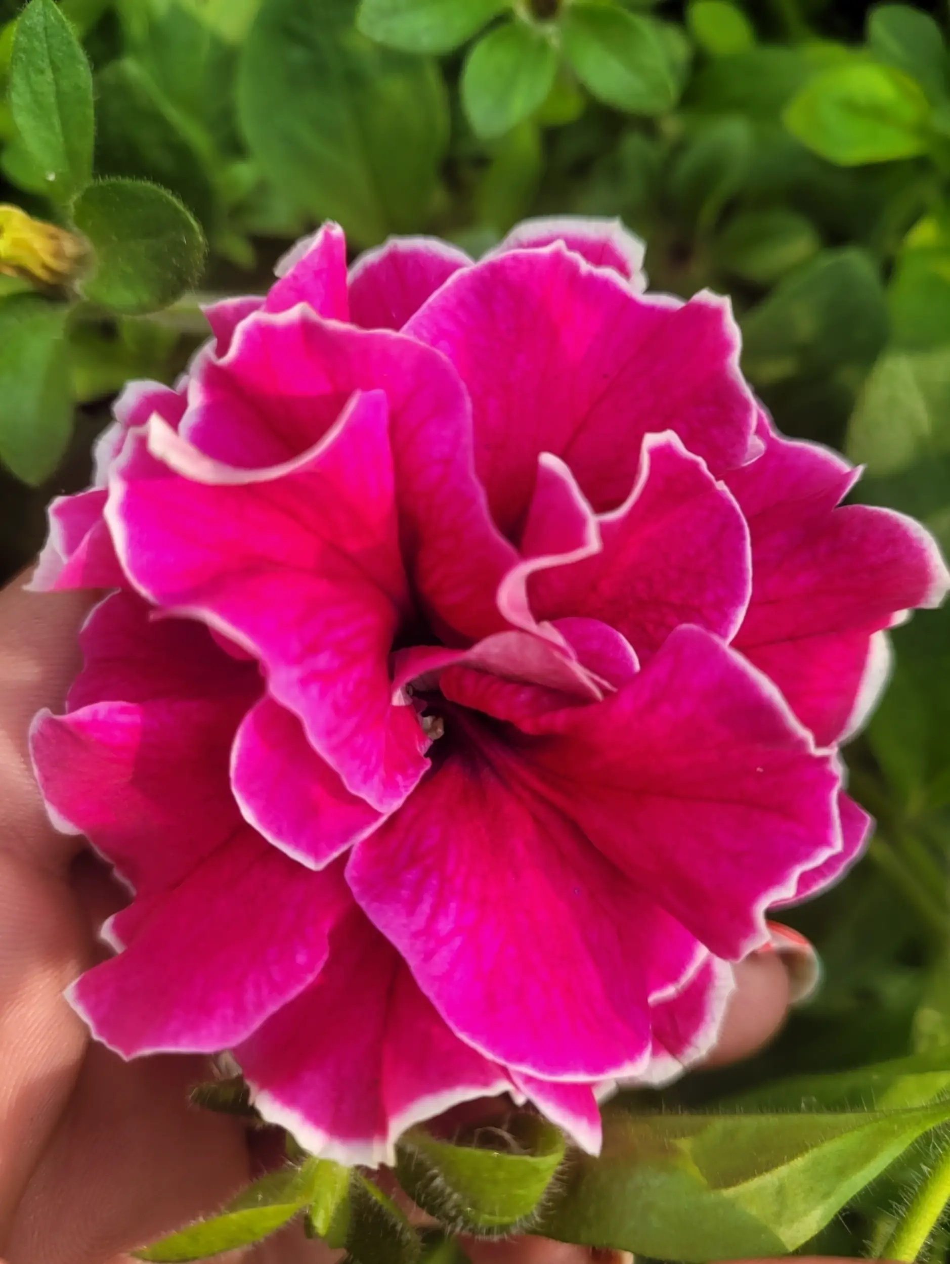 Les fleurs des Salines, fleuriste à Marck (62)